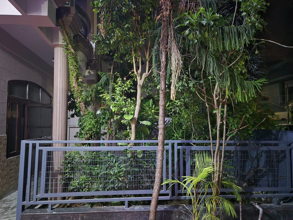 Garden plants viewed from the room railing.